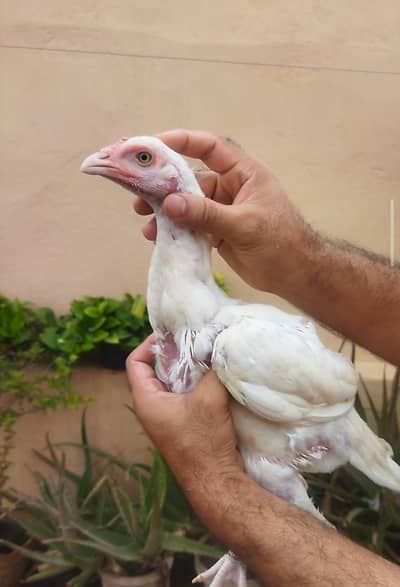 aseel chicks/aseel for sale/chicks for sale/aseel/chicks