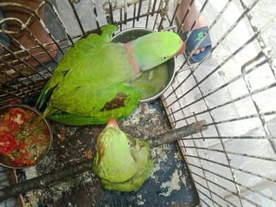 pair laying by egg