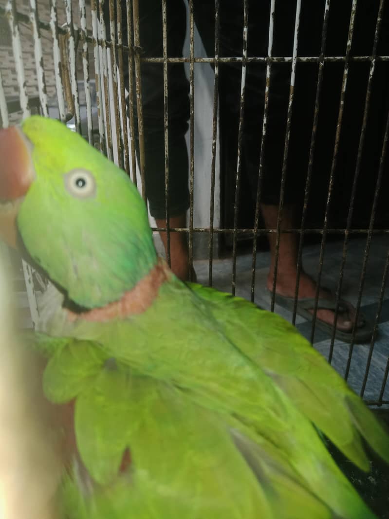 pair laying by egg 1