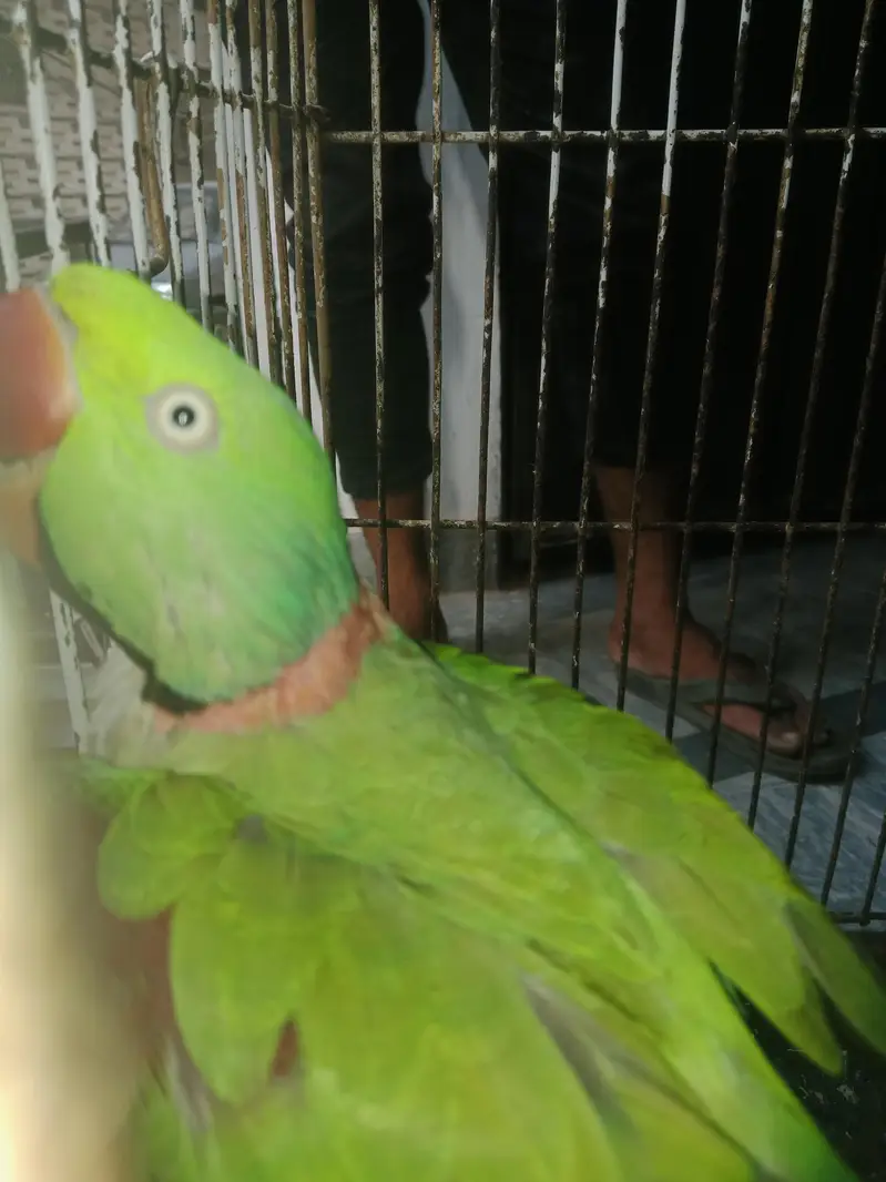 pair laying by egg — photo 2
