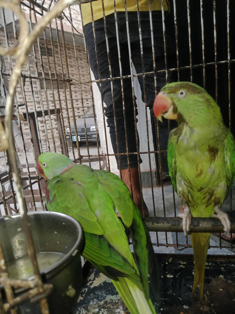 pair laying by egg 4
