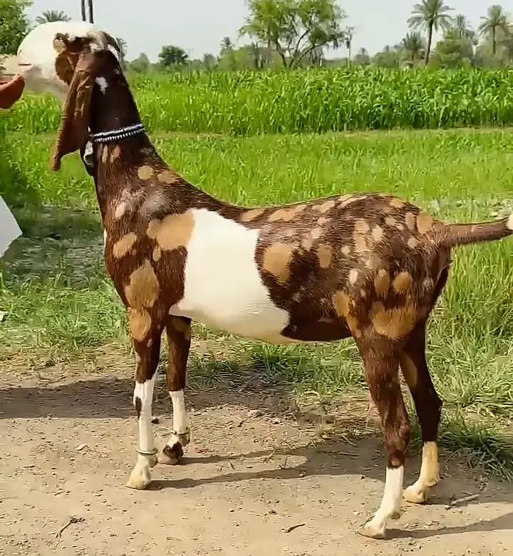 Desi Bakri For Sale / Gaban Bakri