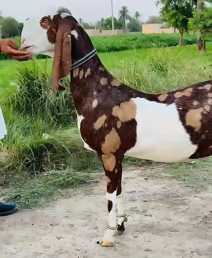 Desi Bakri For Sale / Gaban Bakri — photo 2