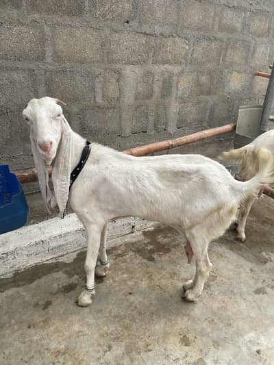 Gulabi bakri gaban 2.5 month ki cross