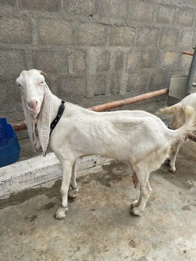 Gulabi bakri gaban 2.5 month ki cross