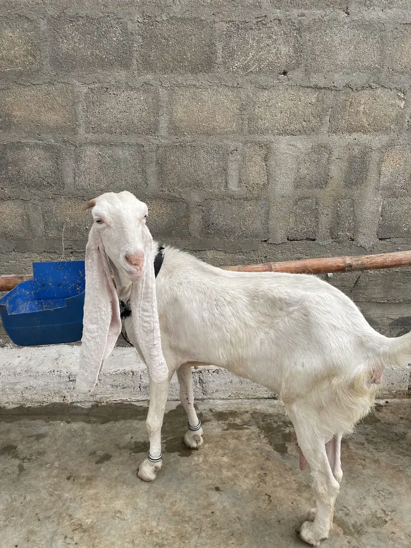 Gulabi bakri gaban 2.5 month ki cross — photo 2