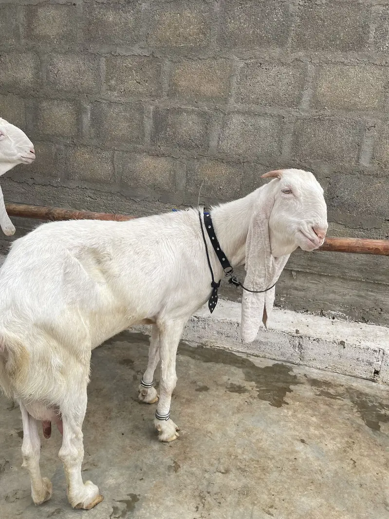 Gulabi bakri gaban 2.5 month ki cross — photo 3