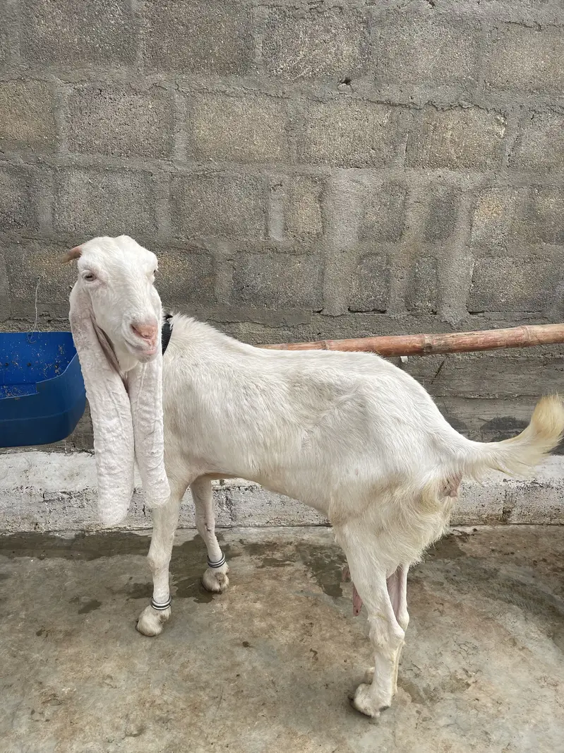 Gulabi bakri gaban 2.5 month ki cross — photo 4