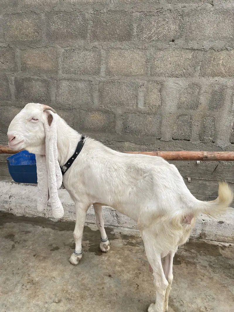 Gulabi bakri gaban 2.5 month ki cross — photo 5