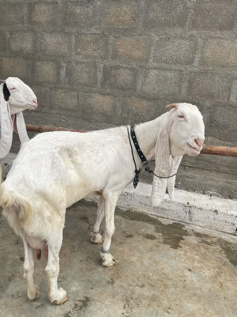 Gulabi bakri gaban 2.5 month ki cross — photo 6