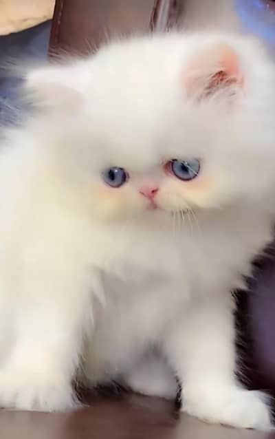 Persian cat  triple coat Punch face face WhatsApp number 03038917311