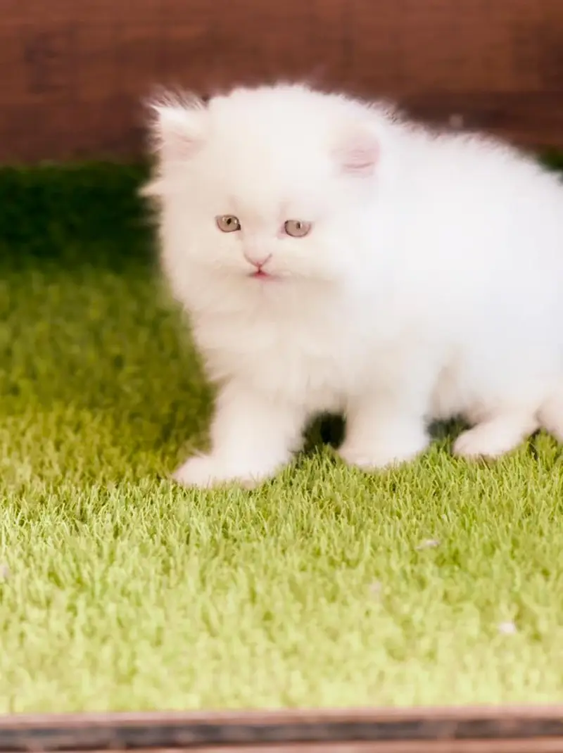 Persian cat  triple coat Punch face face WhatsApp number 03038917311 — photo 5