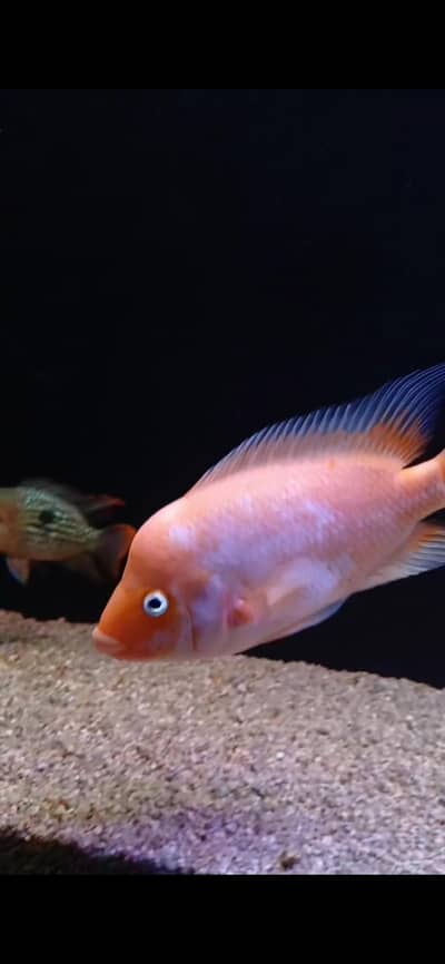 Chuchlids for sale