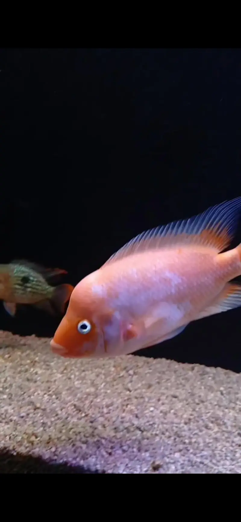 Chuchlids for sale