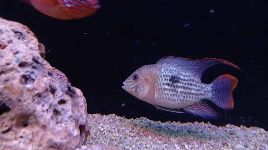 Chuchlids for sale — photo 2