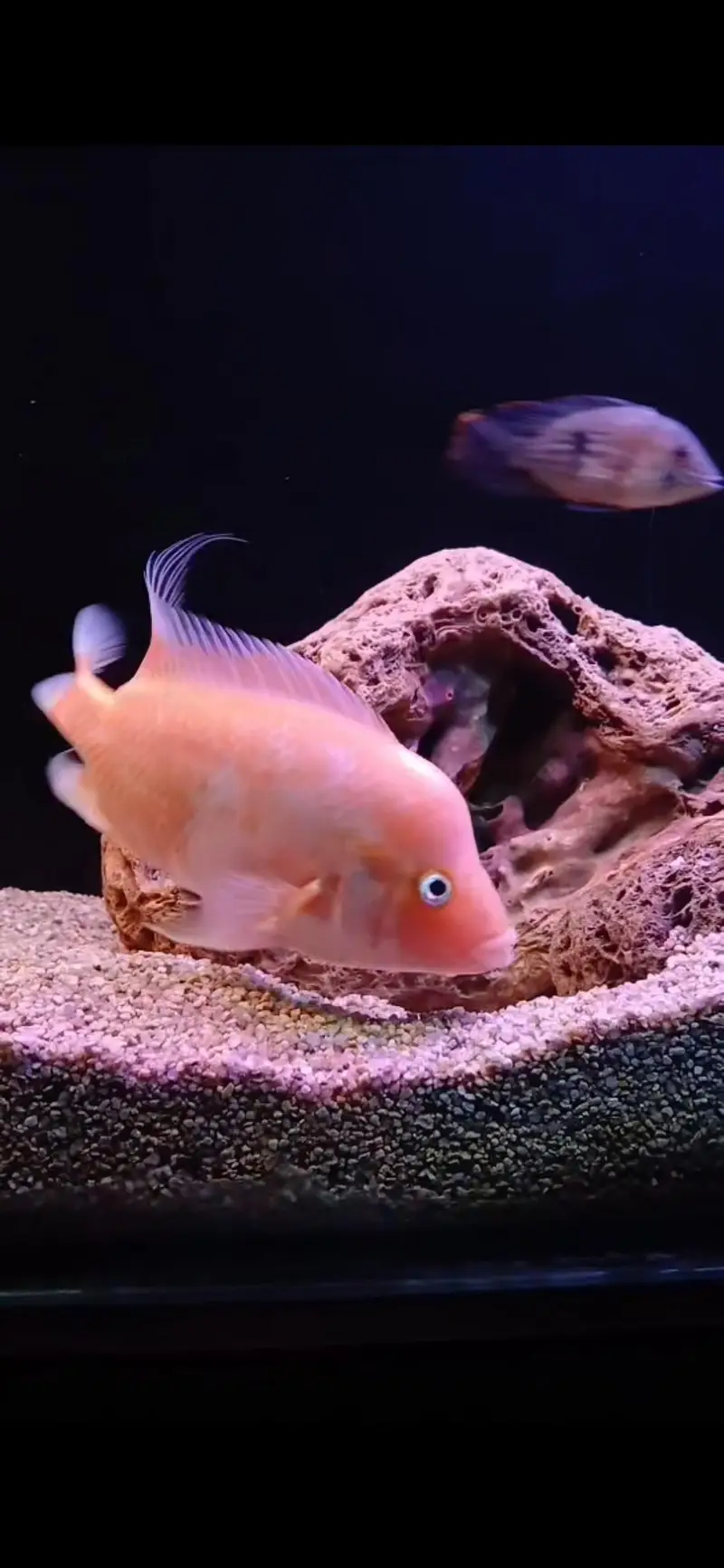 Chuchlids for sale — photo 3