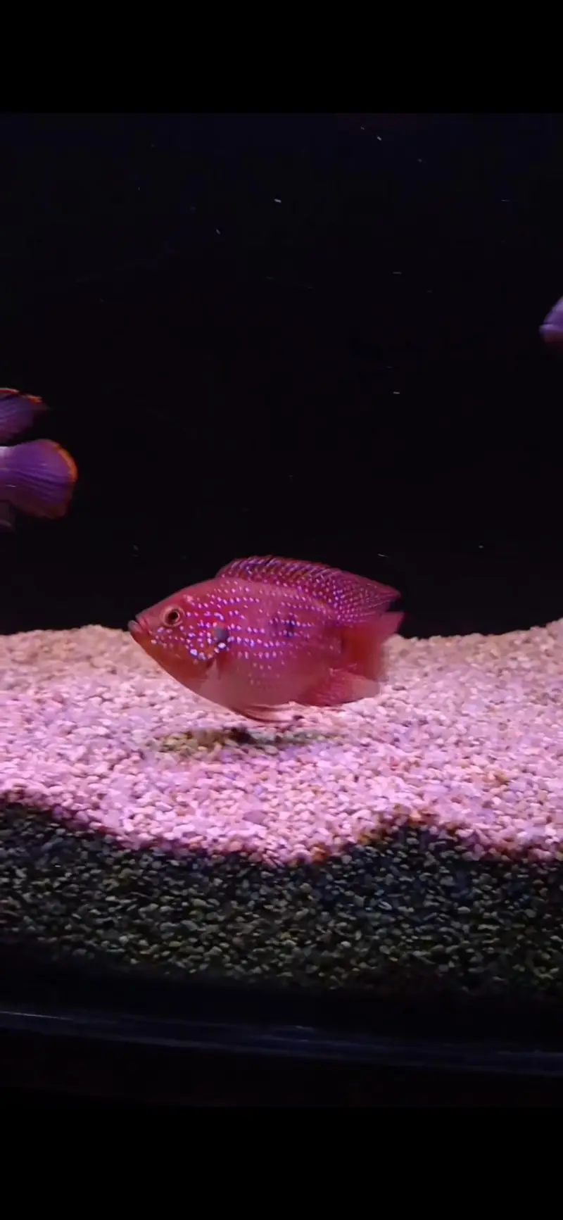 Chuchlids for sale — photo 4