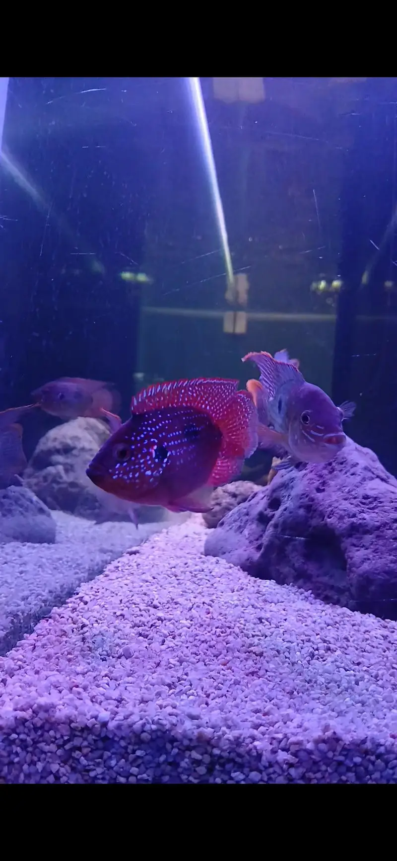 Chuchlids for sale — photo 5