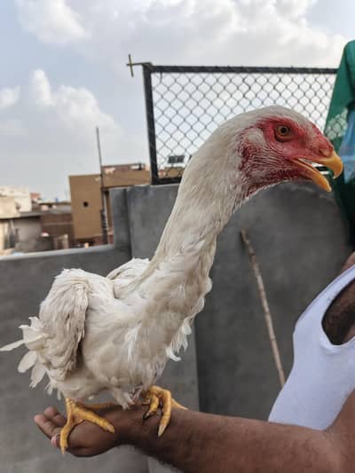 Shamo aseel female