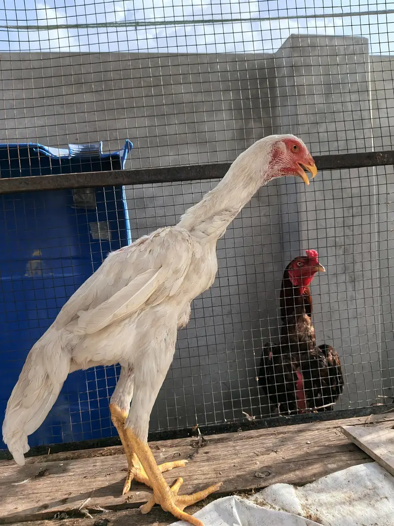 Shamo aseel female — photo 3