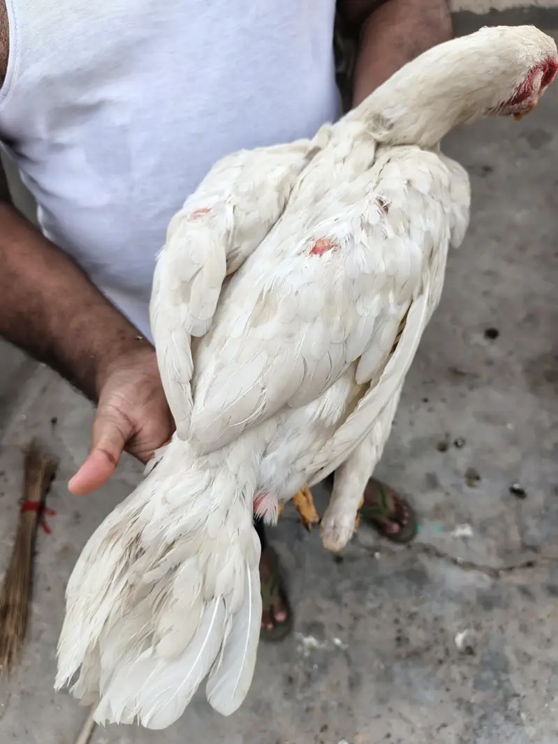 Shamo aseel female — photo 4