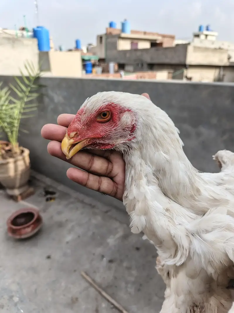 Shamo aseel female — photo 5