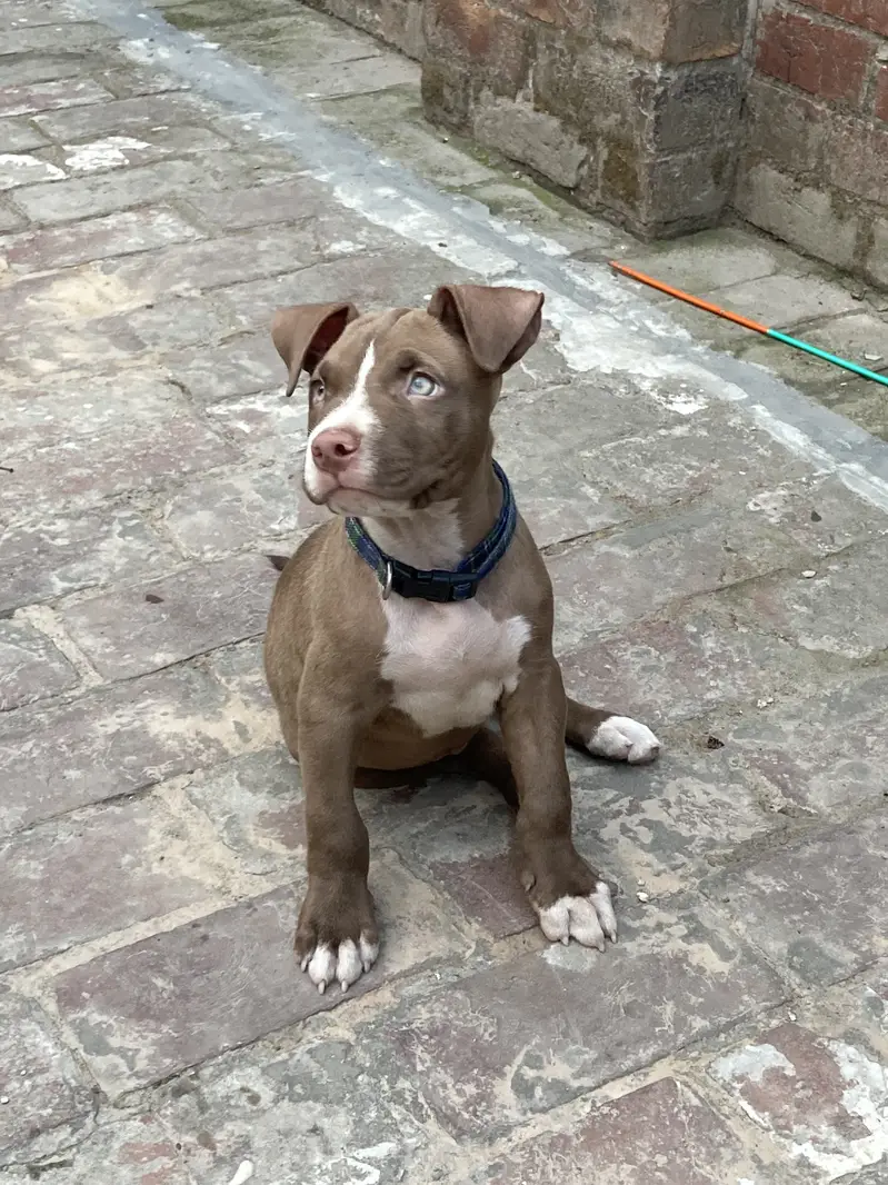 Pitbull Puppy For Sale