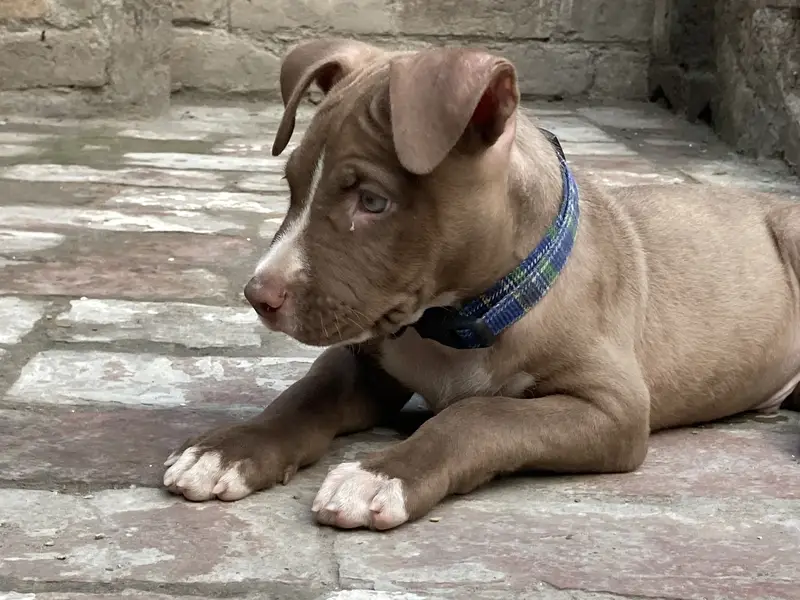 Pitbull Puppy For Sale — photo 2