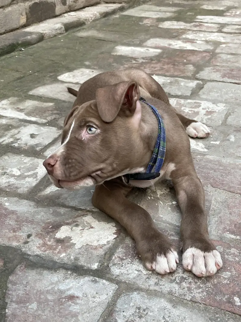 Pitbull Puppy For Sale — photo 3