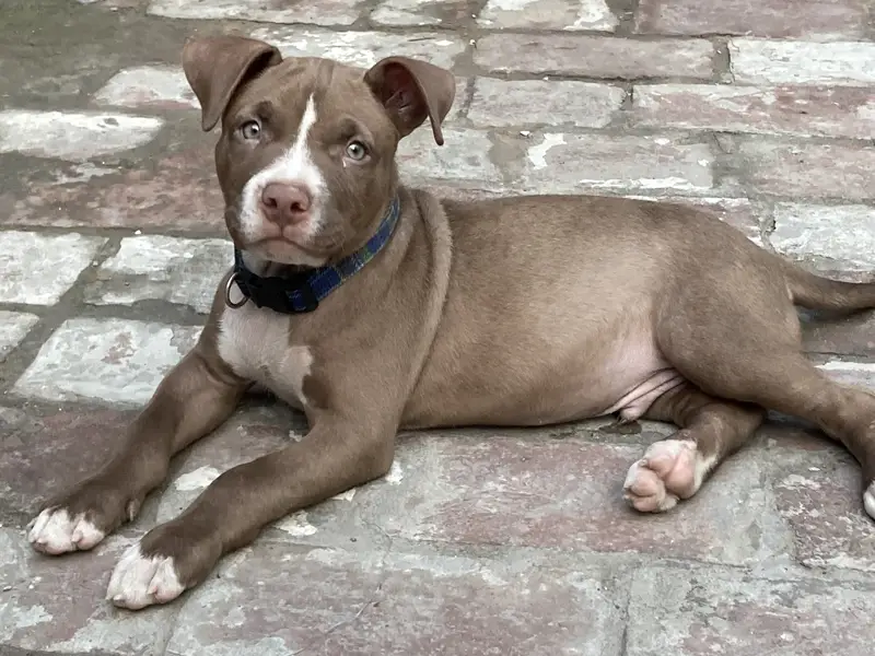 Pitbull Puppy For Sale — photo 4