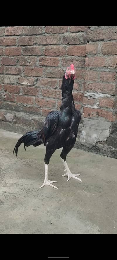Black patha