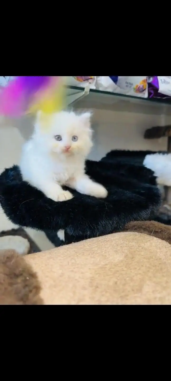 persian cat for sale MywatsapppNumber 0309-37-13-771 — photo 2