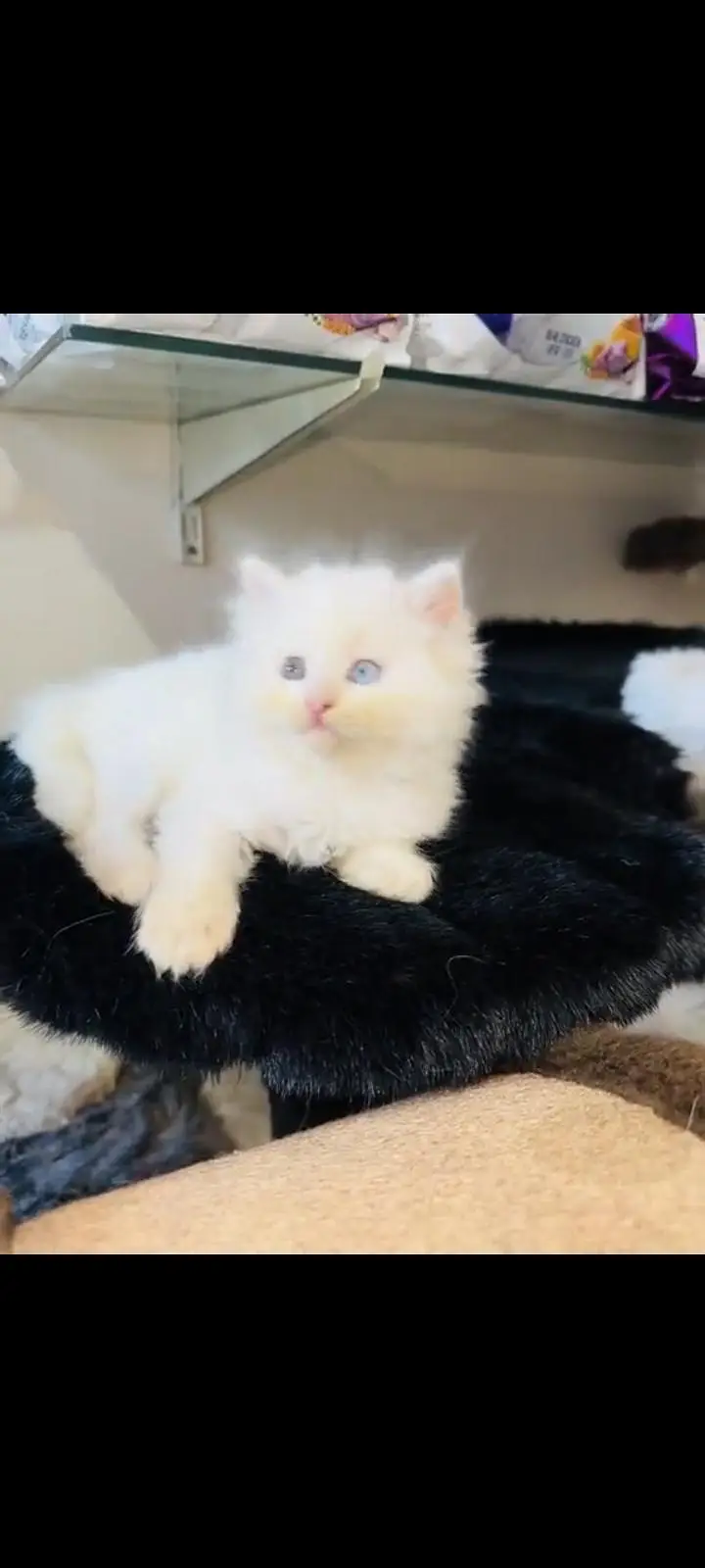 persian cat for sale MywatsapppNumber 0309-37-13-771 — photo 3