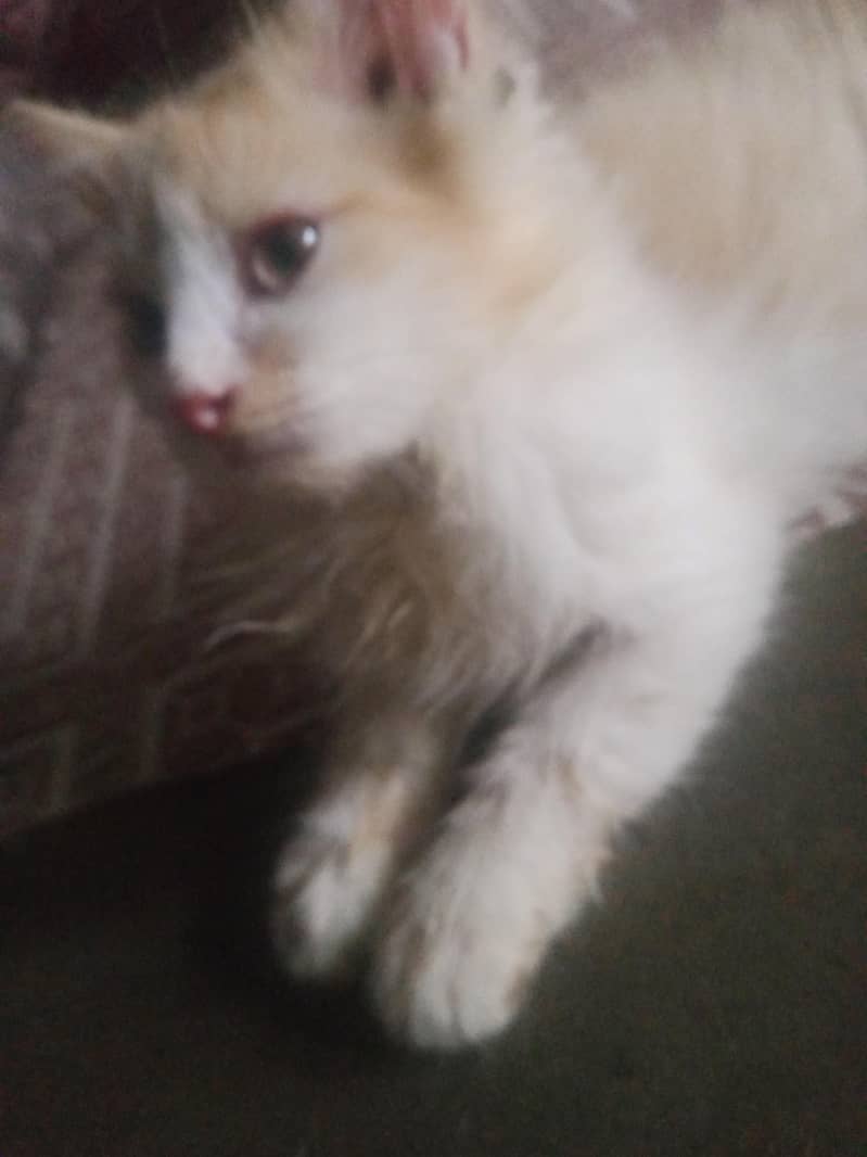 Persian kitten double code 0