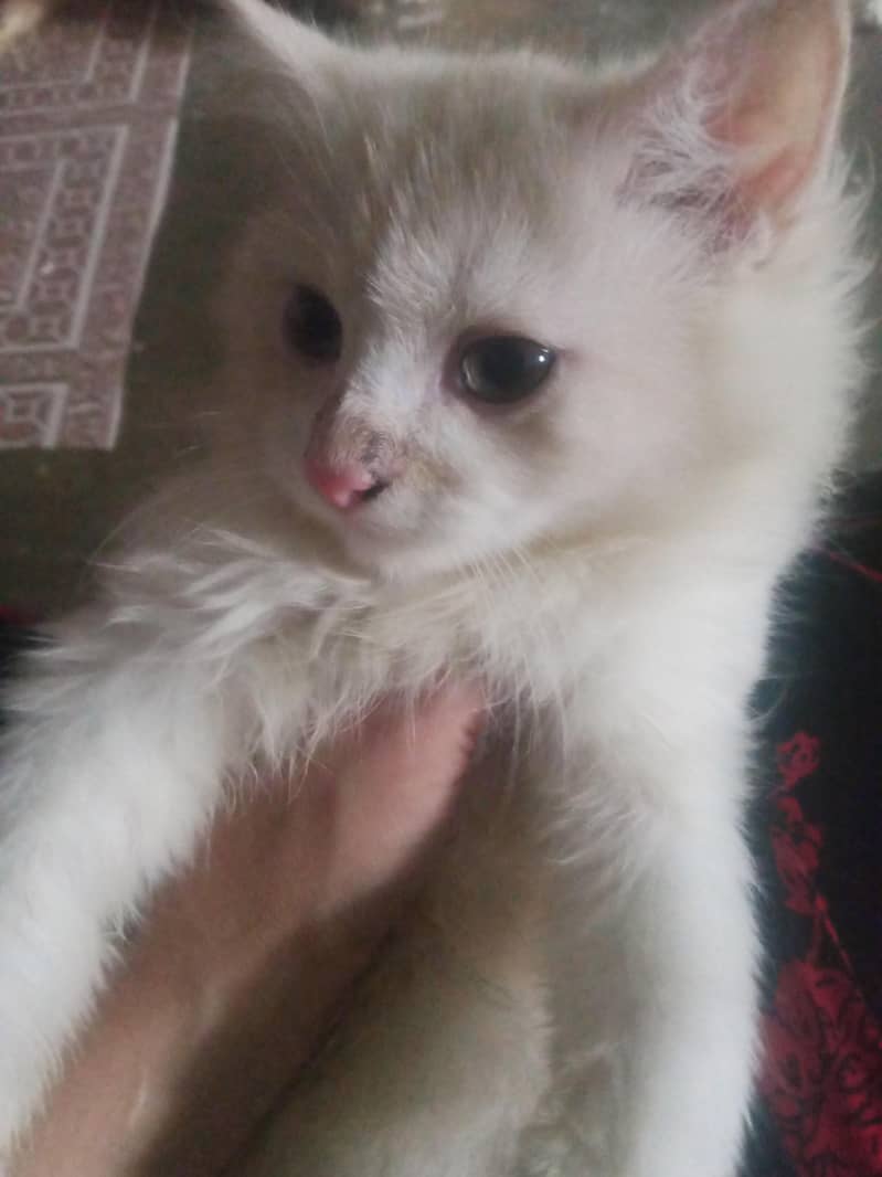 Persian kitten double code 1