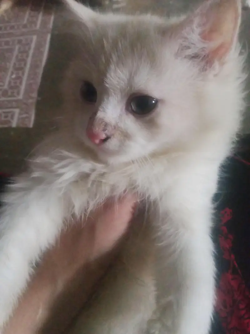 Persian kitten double code — photo 2