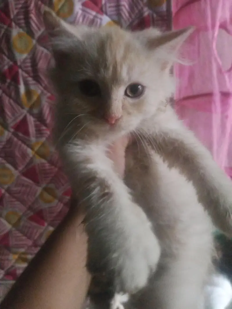 Persian kitten double code — photo 3