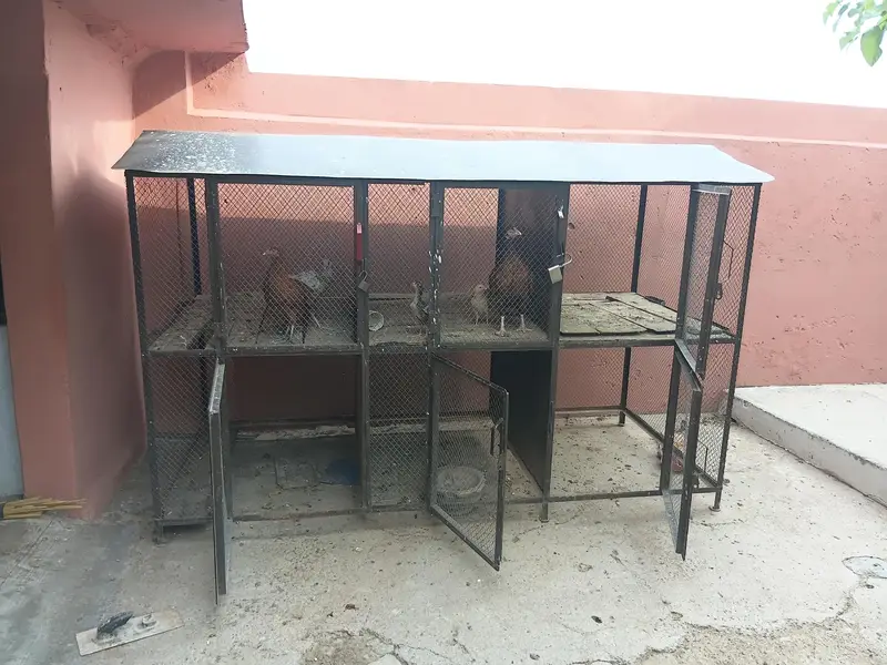 cage for sale,