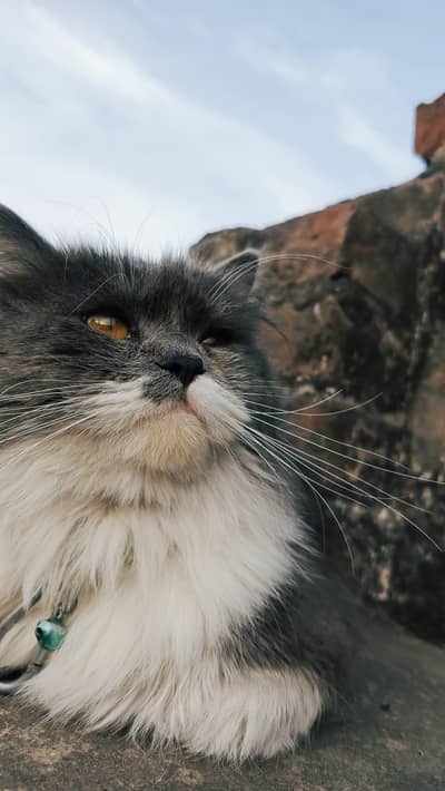 heavy triple coat furr adult male Persian cat