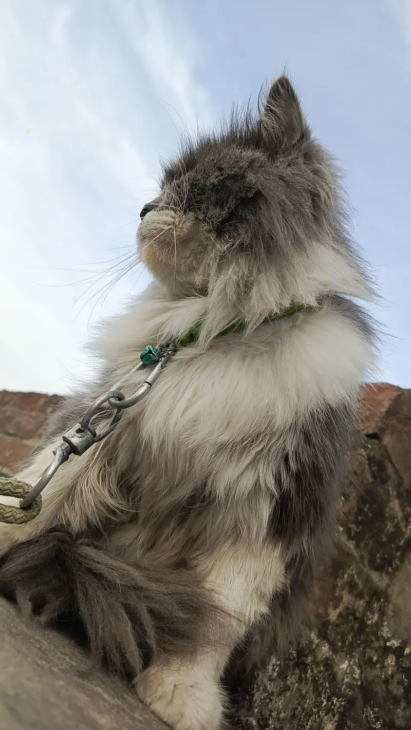 heavy triple coat furr adult male Persian cat — photo 2