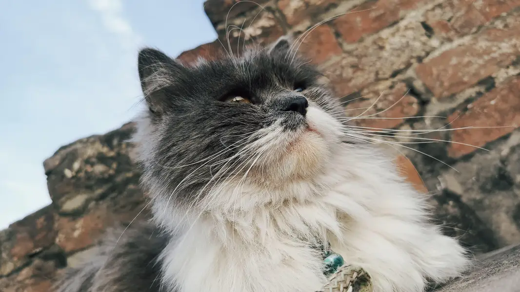 heavy triple coat furr adult male Persian cat — photo 3