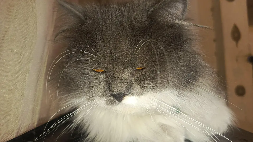 heavy triple coat furr adult male Persian cat — photo 4
