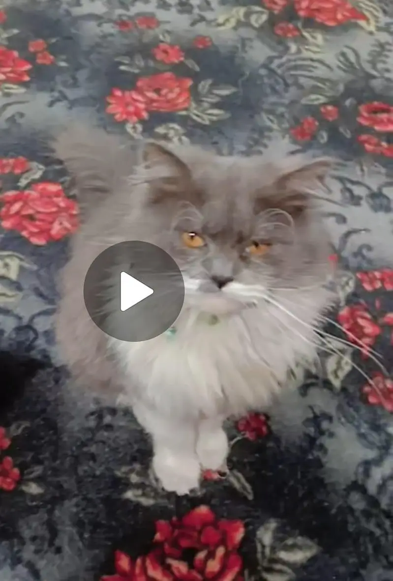 heavy triple coat furr adult male Persian cat — photo 5
