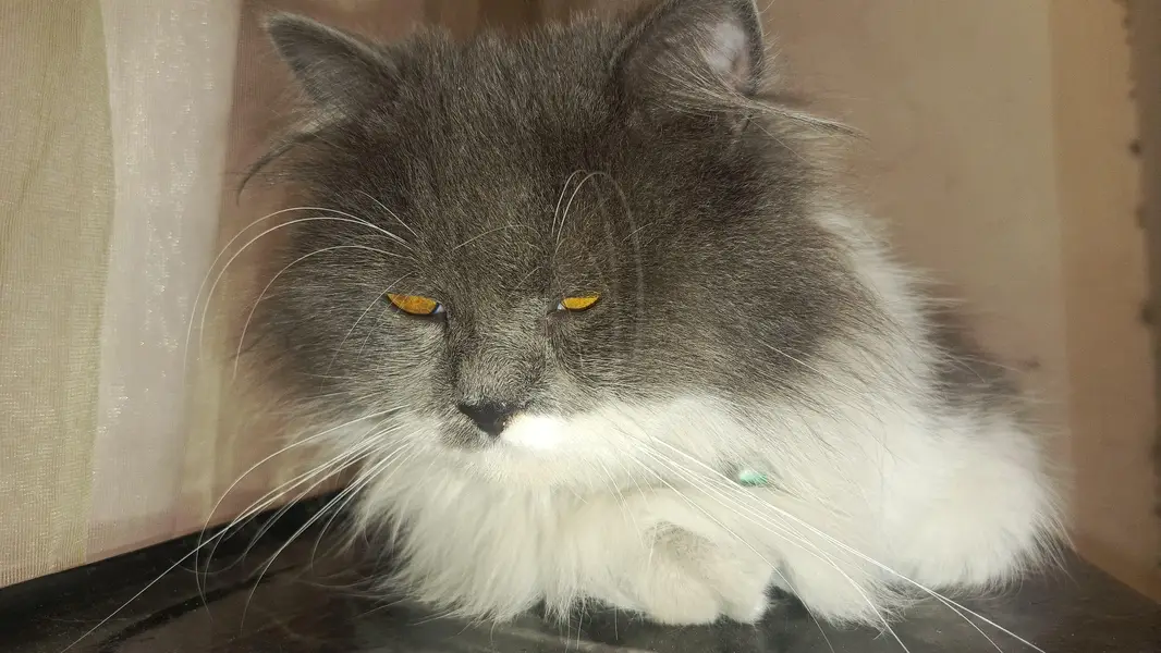 heavy triple coat furr adult male Persian cat — photo 6