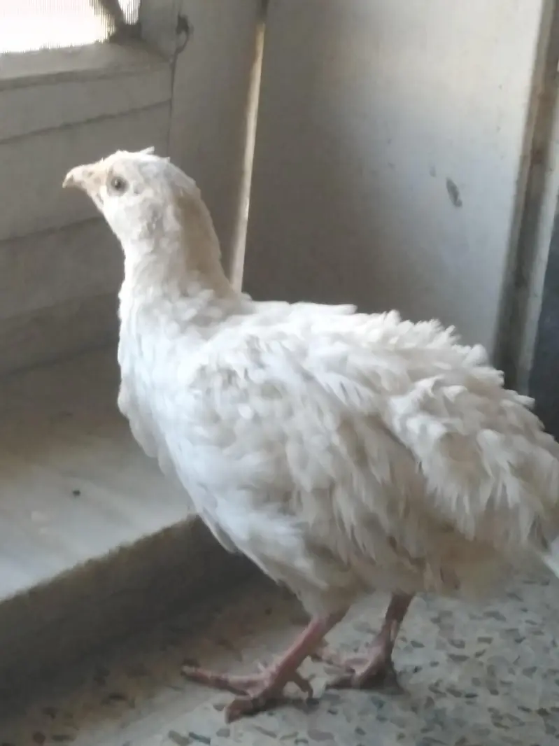 WHITE MALE TEETAR /DAKNI AND IRANI PAIR FOR SALE