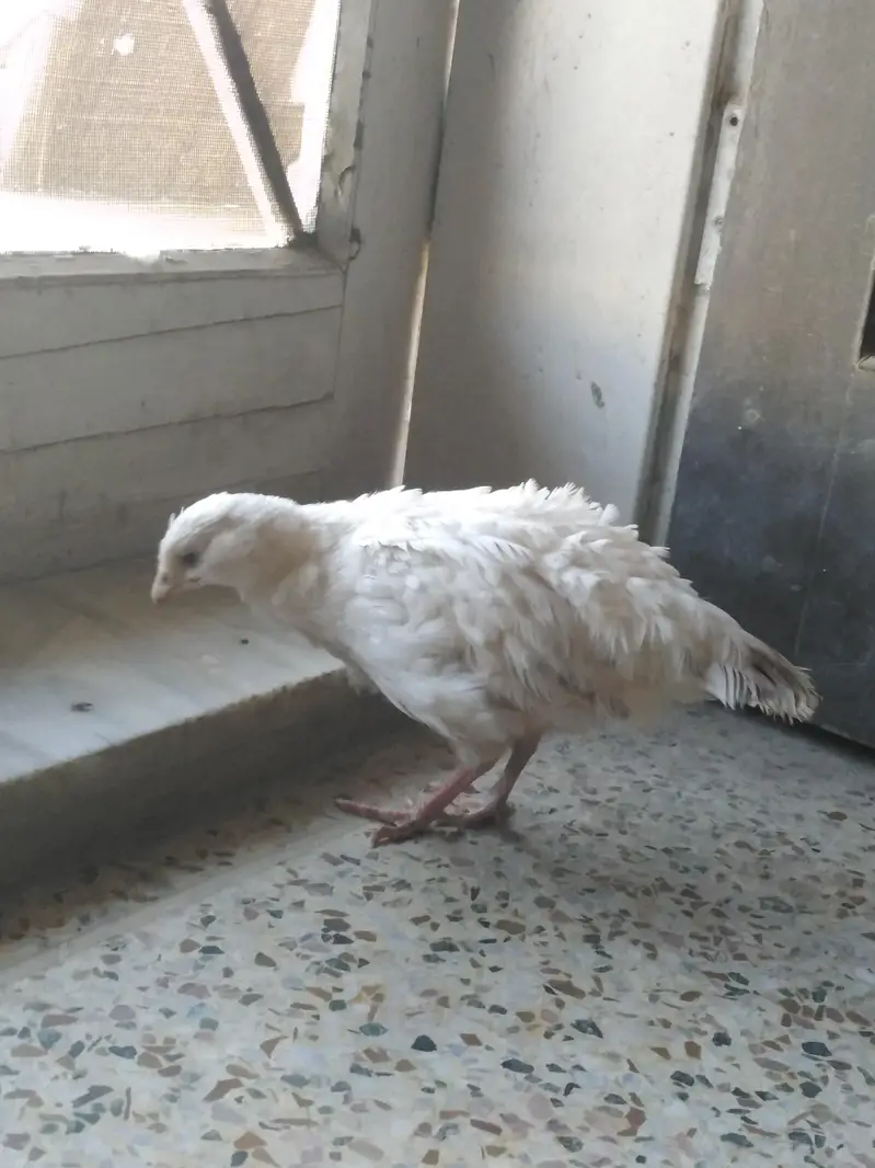 WHITE MALE TEETAR /DAKNI AND IRANI PAIR FOR SALE — photo 2