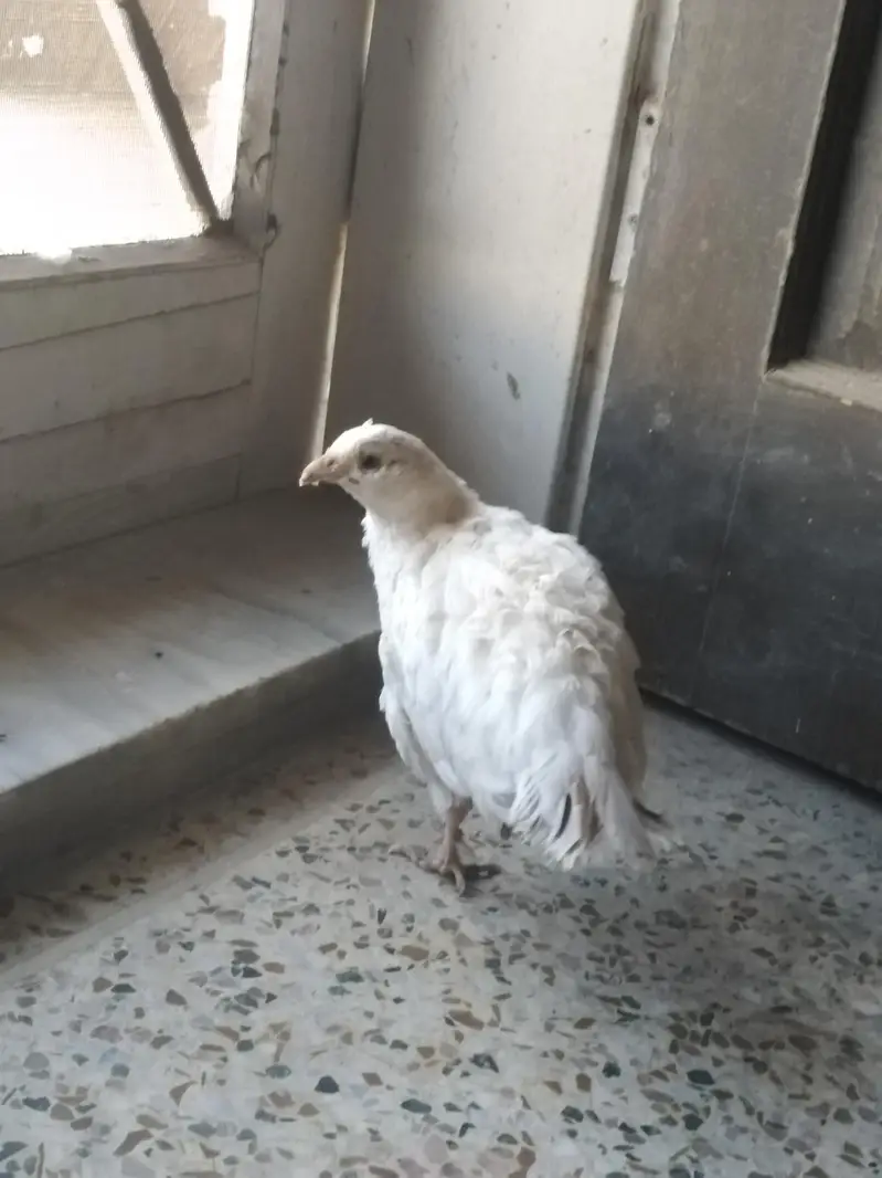 WHITE MALE TEETAR /DAKNI AND IRANI PAIR FOR SALE — photo 3