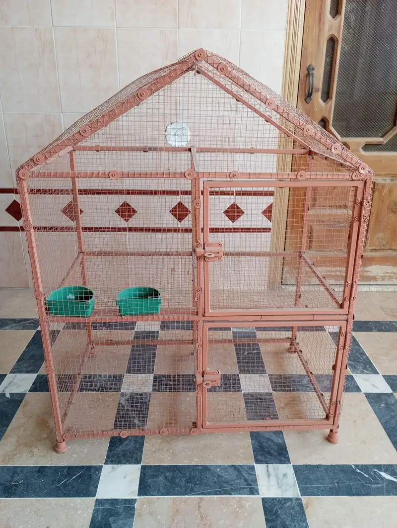 Birds Cage