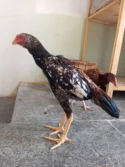 High Quality Homebreed Patha Pathi