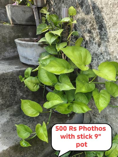 Plants for sale
